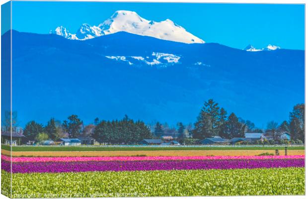 Colorful Tulips Farm Snowy Mount Baker Skagit Valley Washington Canvas Print by William Perry