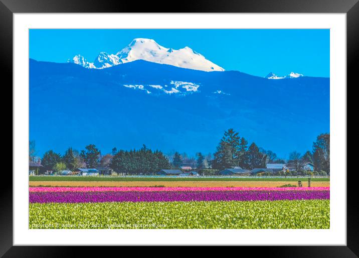Colorful Tulips Farm Snowy Mount Baker Skagit Valley Washington Framed Mounted Print by William Perry