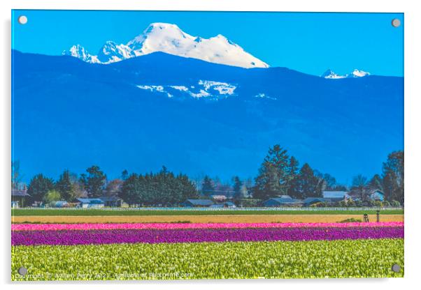 Colorful Tulips Farm Snowy Mount Baker Skagit Valley Washington Acrylic by William Perry