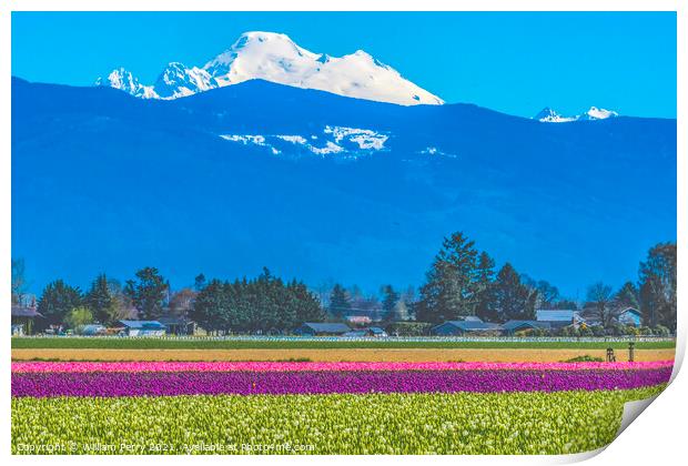 Colorful Tulips Farm Snowy Mount Baker Skagit Valley Washington Print by William Perry