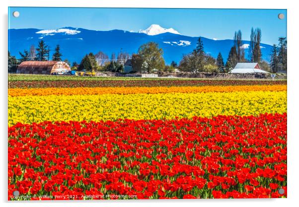Colorful Red Tulips Farm Snowy Mount Baker Skagit Valley Washing Acrylic by William Perry