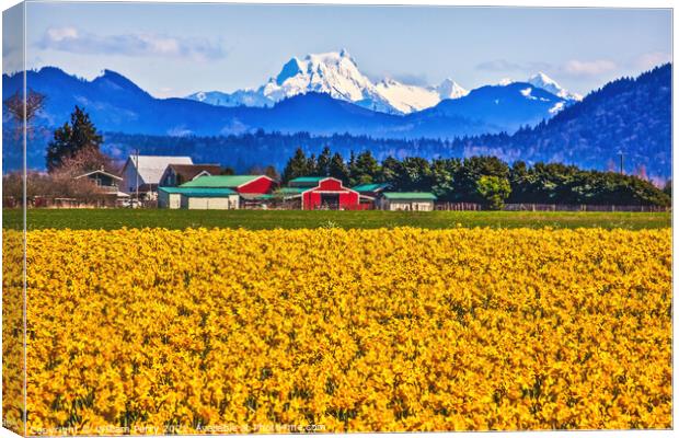 Mount Shuksan Skagit Valley Yellow Daffodils Flowers Washington  Canvas Print by William Perry