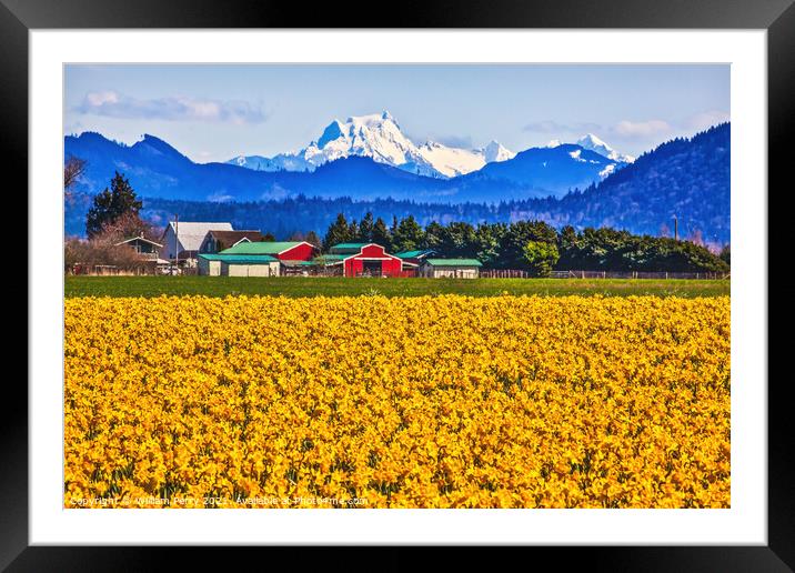 Mount Shuksan Skagit Valley Yellow Daffodils Flowers Washington  Framed Mounted Print by William Perry