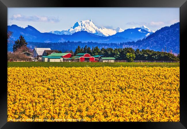 Mount Shuksan Skagit Valley Yellow Daffodils Flowers Washington  Framed Print by William Perry