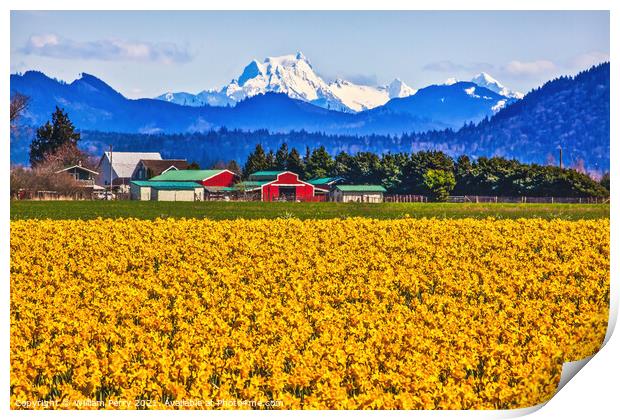 Mount Shuksan Skagit Valley Yellow Daffodils Flowers Washington  Print by William Perry