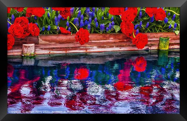 Red Tulips Blue Grape Hyacinty Reflection Skagit Valley Washingt Framed Print by William Perry