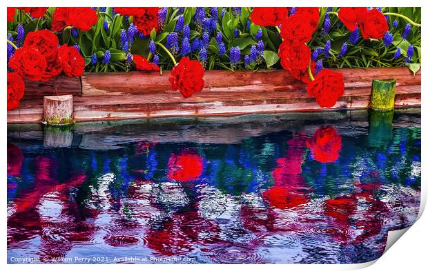 Red Tulips Blue Grape Hyacinty Reflection Skagit Valley Washingt Print by William Perry