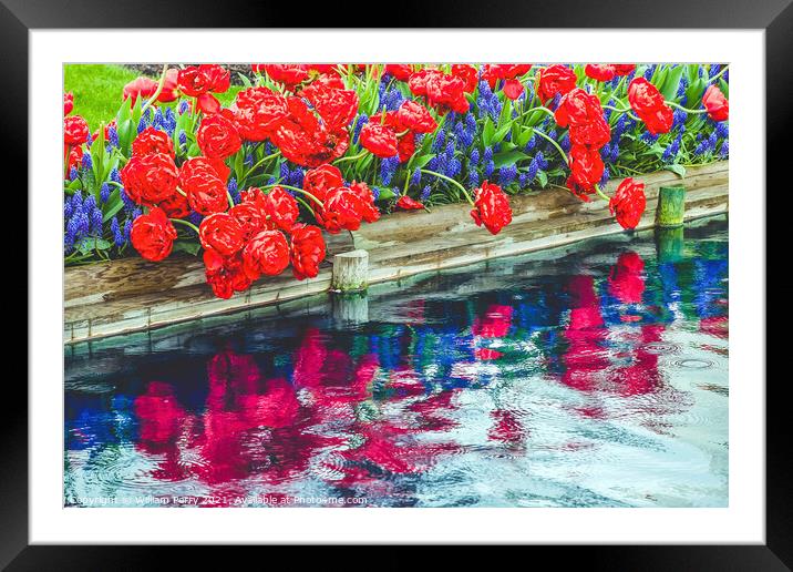 Red Tulips Blue Grape Hyacinty Reflection Skagit Valley Washingt Framed Mounted Print by William Perry