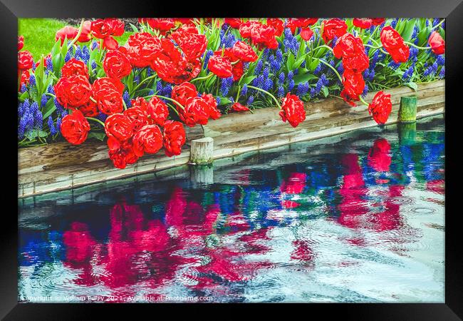 Red Tulips Blue Grape Hyacinty Reflection Skagit Valley Washingt Framed Print by William Perry