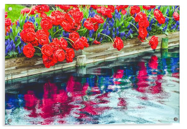 Red Tulips Blue Grape Hyacinty Reflection Skagit Valley Washingt Acrylic by William Perry