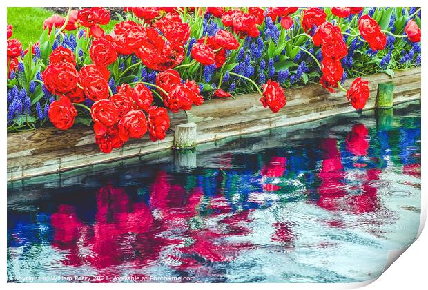 Red Tulips Blue Grape Hyacinty Reflection Skagit Valley Washingt Print by William Perry