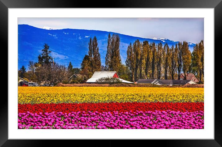 Purple Red Yellow Tulips Flowers Skagit Valley Washington State Framed Mounted Print by William Perry