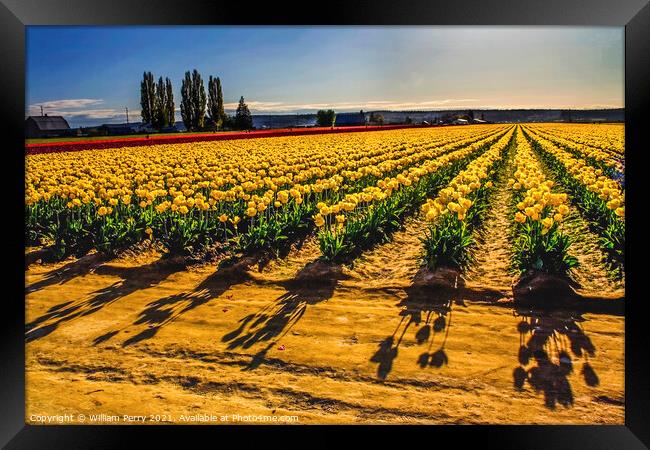 Yellow Tulip Fields with Shadows Framed Print by William Perry