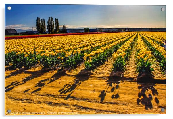 Yellow Tulip Fields with Shadows Acrylic by William Perry
