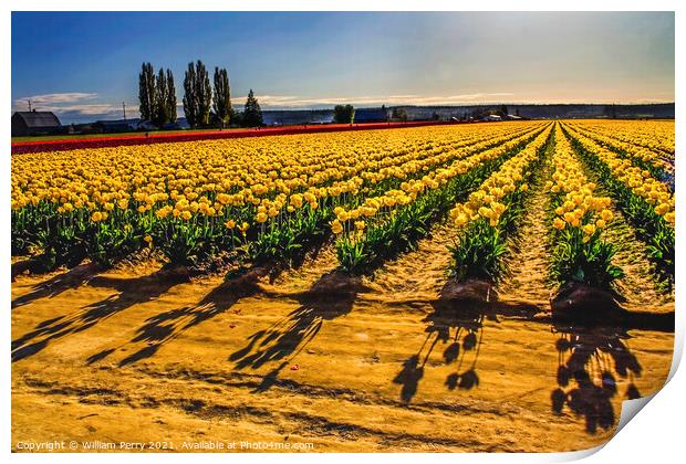 Yellow Tulip Fields with Shadows Print by William Perry