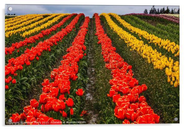 Red Yellow Tulip Hills Flowers Skagit Valley Washington State Acrylic by William Perry