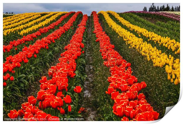 Red Yellow Tulip Hills Flowers Skagit Valley Washington State Print by William Perry