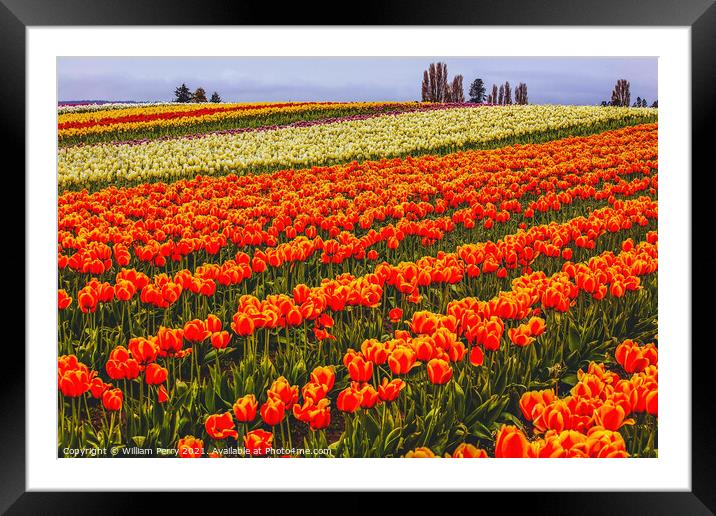 Red Orange White Yellow Tulips Flowers Field Skagit Valley Washi Framed Mounted Print by William Perry