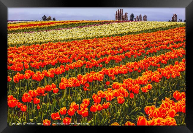 Red Orange White Yellow Tulips Flowers Field Skagit Valley Washi Framed Print by William Perry