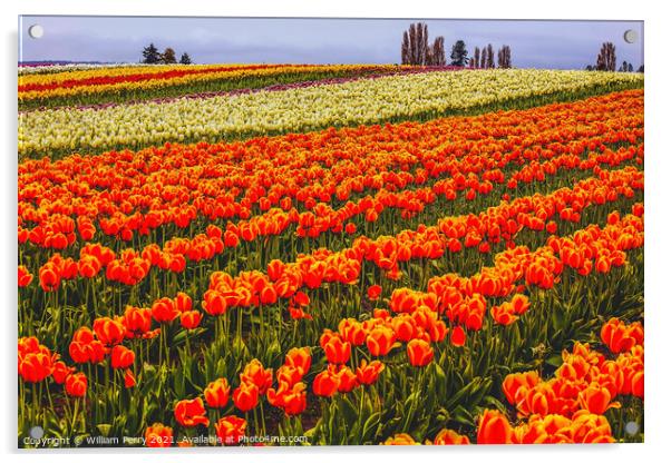 Red Orange White Yellow Tulips Flowers Field Skagit Valley Washi Acrylic by William Perry