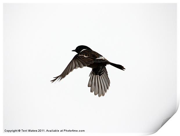 Stonechat in flight Print by Terri Waters