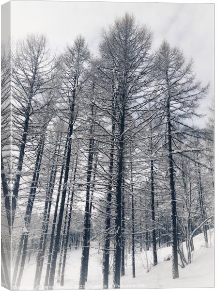 Winter forest Canvas Print by Larisa Siverina