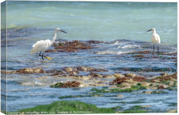 Little Egrets at sea  Canvas Print by GadgetGaz Photo