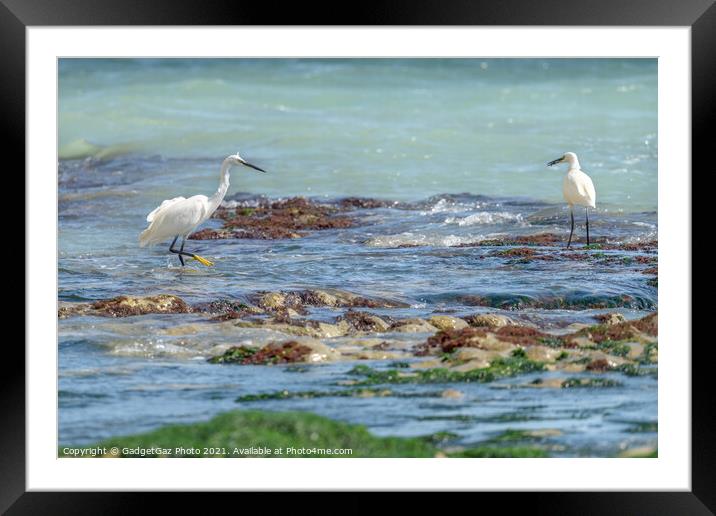 Little Egrets at sea  Framed Mounted Print by GadgetGaz Photo