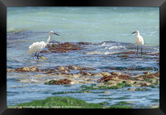 Little Egrets at sea  Framed Print by GadgetGaz Photo