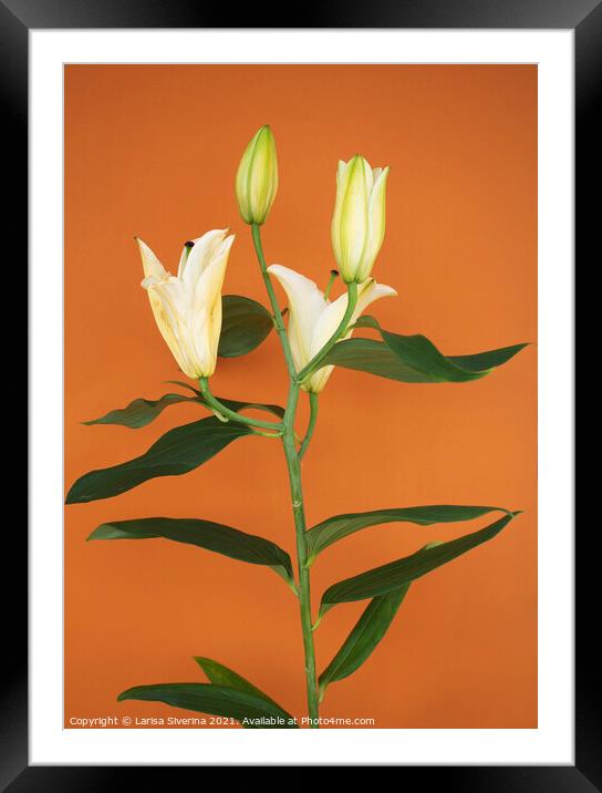 Lily bouquet Framed Mounted Print by Larisa Siverina