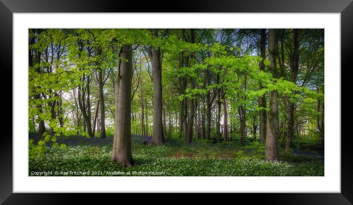Bluebell Wood  Framed Mounted Print by Ray Pritchard