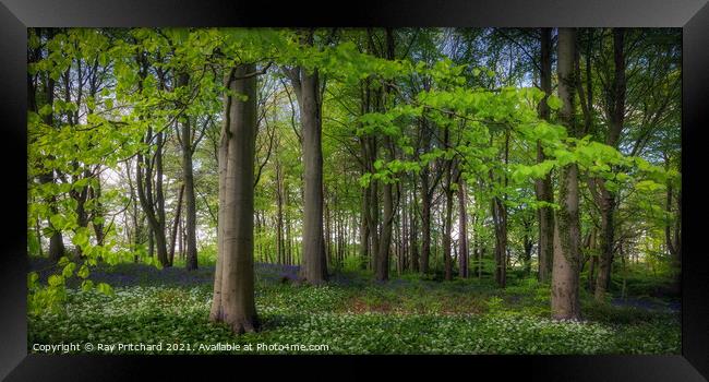 Bluebell Wood  Framed Print by Ray Pritchard