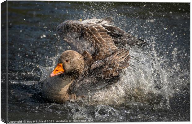 Greylag Goose Canvas Print by Ray Pritchard