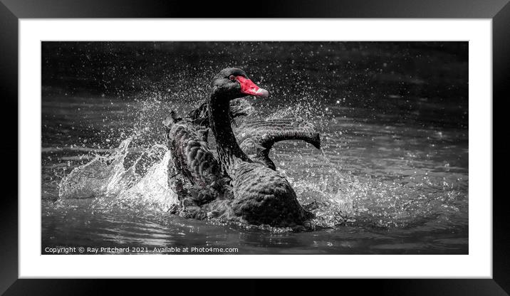 Black Swan Framed Mounted Print by Ray Pritchard