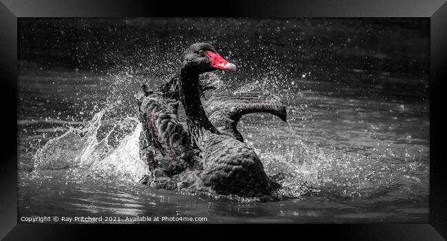Black Swan Framed Print by Ray Pritchard