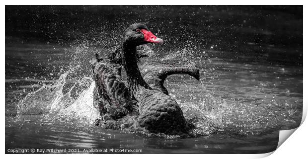 Black Swan Print by Ray Pritchard
