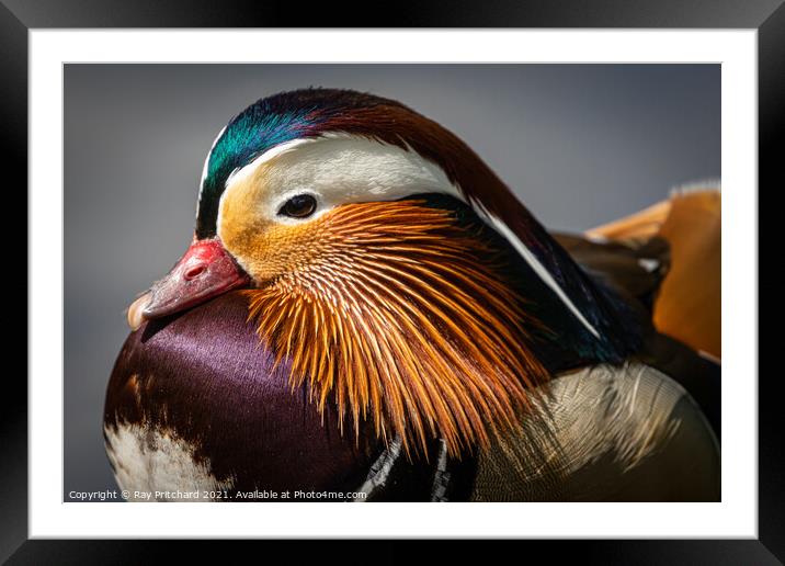 The Mandarin Framed Mounted Print by Ray Pritchard
