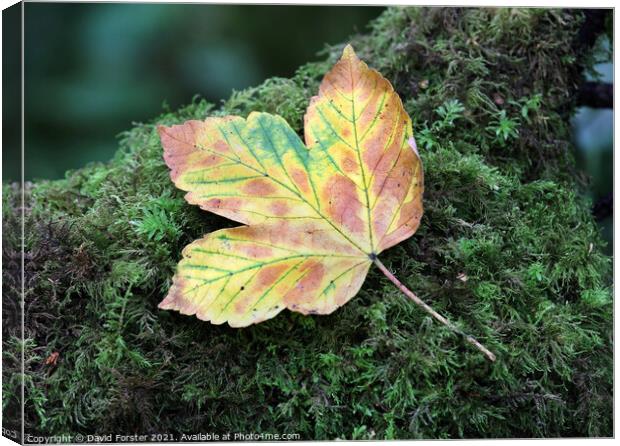 Autumn Sycamore Leaf, UK Canvas Print by David Forster