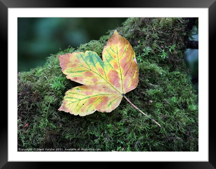 Autumn Sycamore Leaf, UK Framed Mounted Print by David Forster