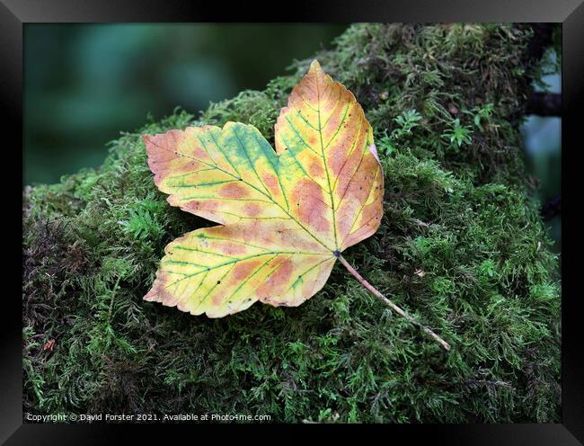 Autumn Sycamore Leaf, UK Framed Print by David Forster