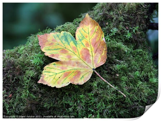 Autumn Sycamore Leaf, UK Print by David Forster