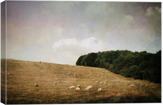 A flock of sheep in a field on a summer's evening. Canvas Print by David Wall