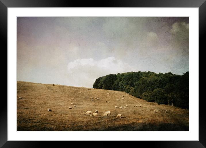 A flock of sheep in a field on a summer's evening. Framed Mounted Print by David Wall