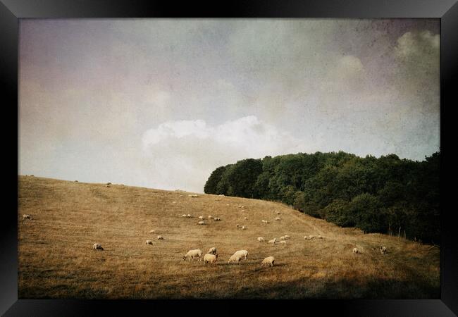 A flock of sheep in a field on a summer's evening. Framed Print by David Wall