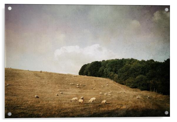 A flock of sheep in a field on a summer's evening. Acrylic by David Wall
