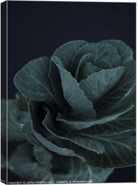 Green cabbage Canvas Print by Larisa Siverina