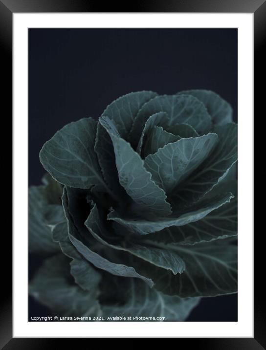 Green cabbage Framed Mounted Print by Larisa Siverina