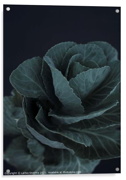 Green cabbage Acrylic by Larisa Siverina