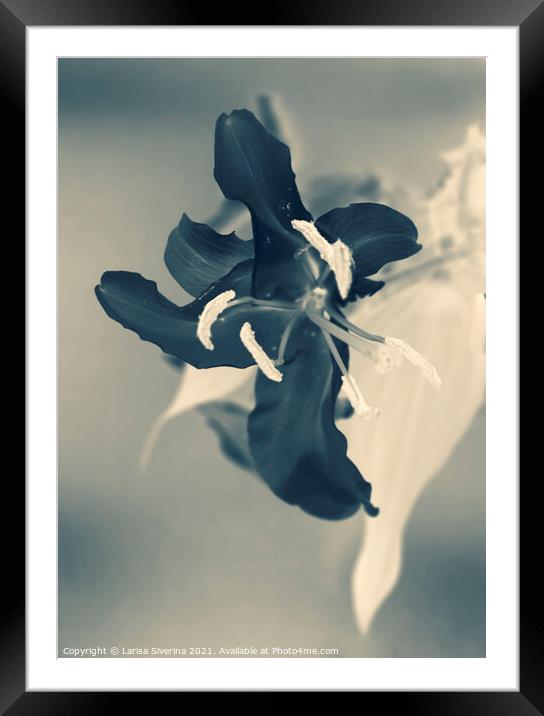 Black lily Framed Mounted Print by Larisa Siverina