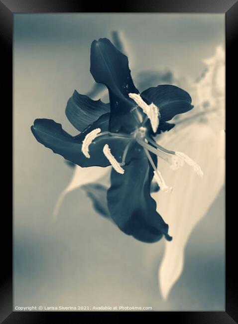Black lily Framed Print by Larisa Siverina